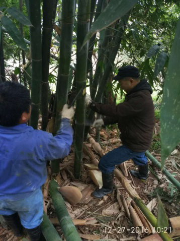 四水廠線(xiàn)路巡查  排除安全隱患